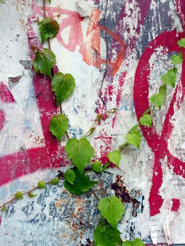 Pflanze auf Graffiti-Betonwand. Foto: Peter Weidemann