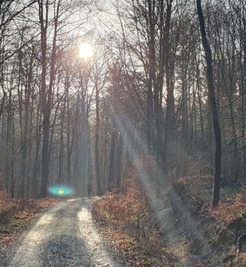 Waldweg, darüber die Morgensonne, von weitem ein Läufer. Foto: Christoph Baumanns