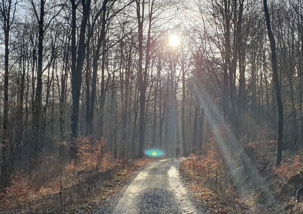 Waldweg, darüber die Morgensonne, von weitem ein Läufer. Foto: Christoph Baumanns